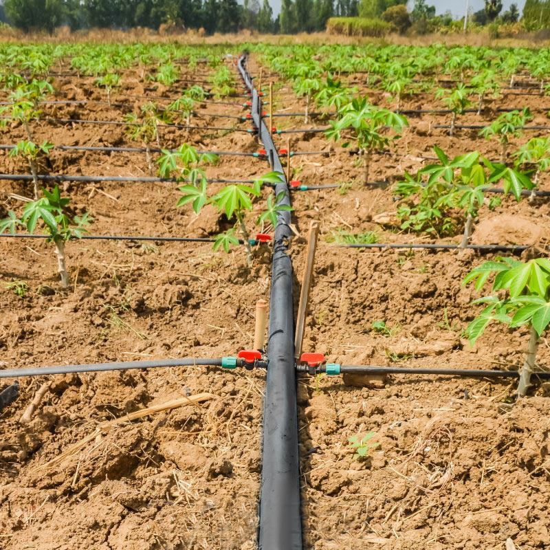drip-irrigation-lines